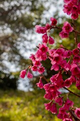 これも桜　その２