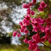 これも桜　その２