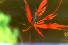 赤サンゴ？