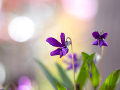 すみれの花咲く頃