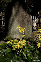 えい血の處
