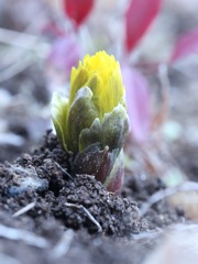 春近し　その２