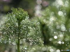 雨上がりの朝