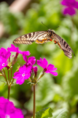 今年もやってきた