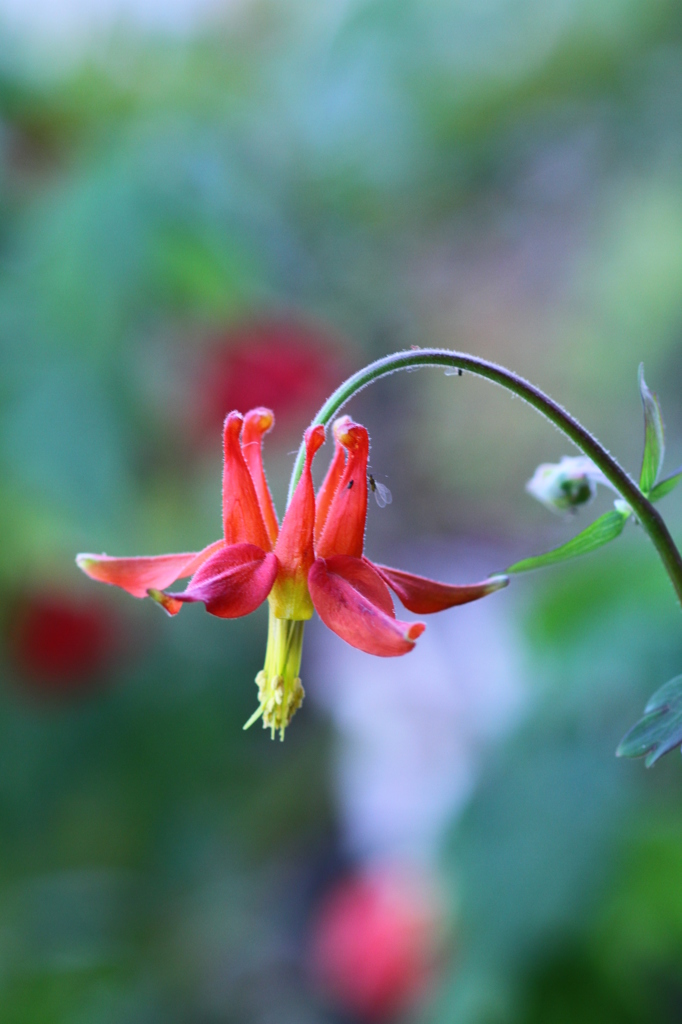 カナダオダマキ