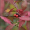 身近な紅葉　その１