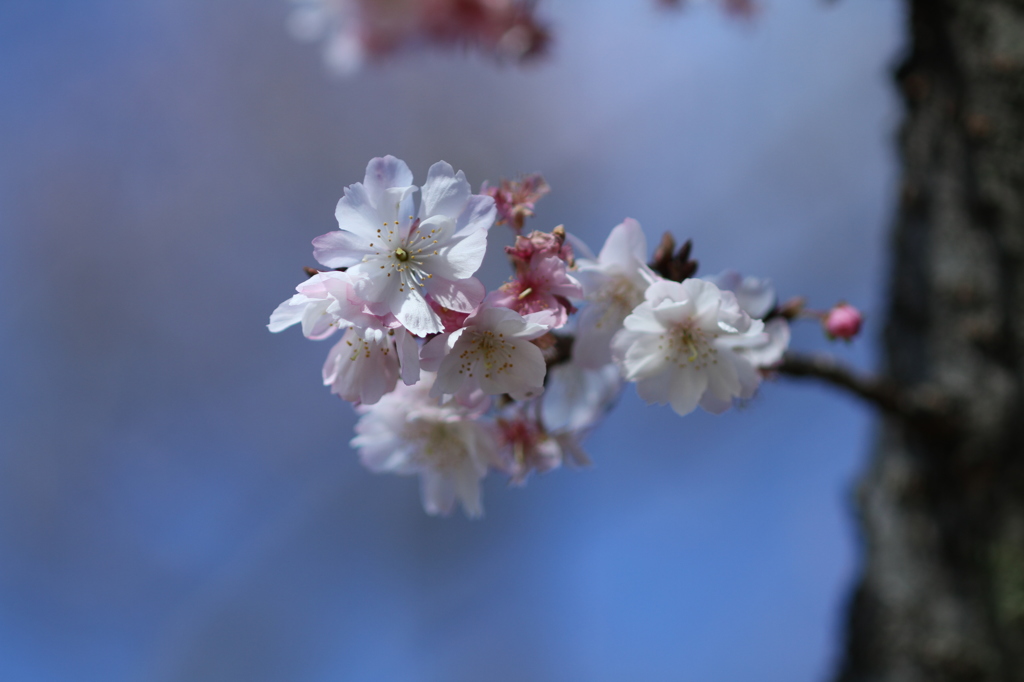 桜咲く　その１