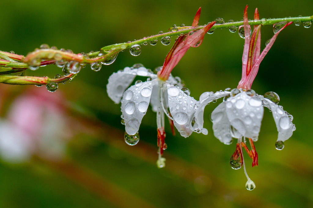 雨上がりに　その２