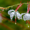 雨上がりに　その２