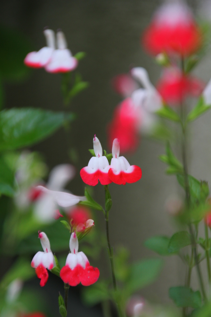 チェリーセイジ