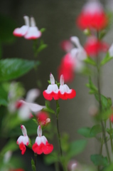 チェリーセイジ