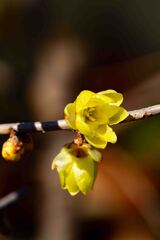 春が来た　その１