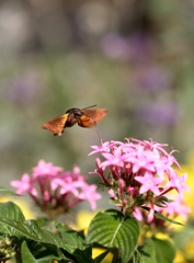 蜂？雀？　その１