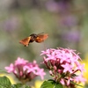 蜂？雀？　その１