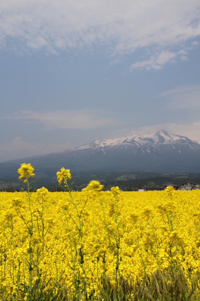 鳥海山麓その２