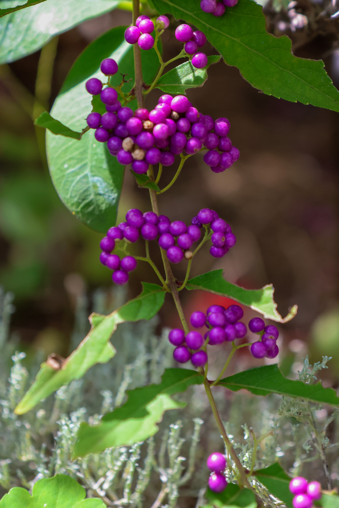 Purple beauty berry