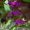 Purple beauty berry