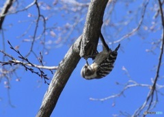 Japanese Pygmy Woodpecker