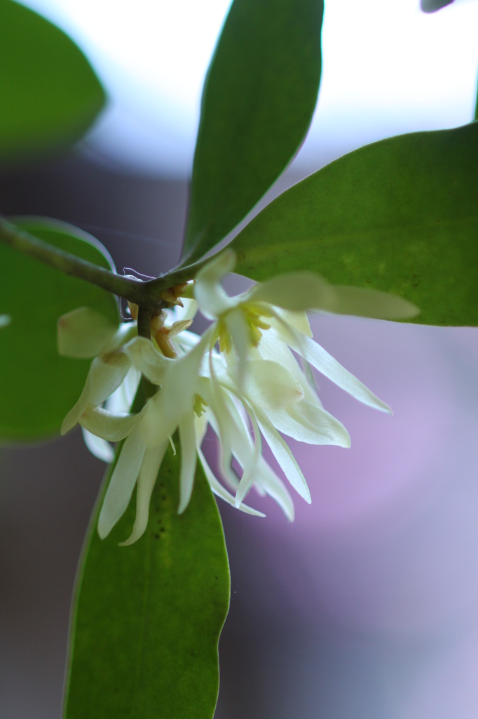 地味な花　その１