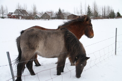 アイスランド馬