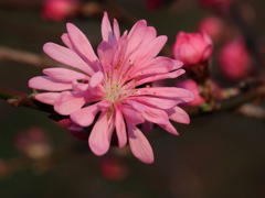 菊ではなくて