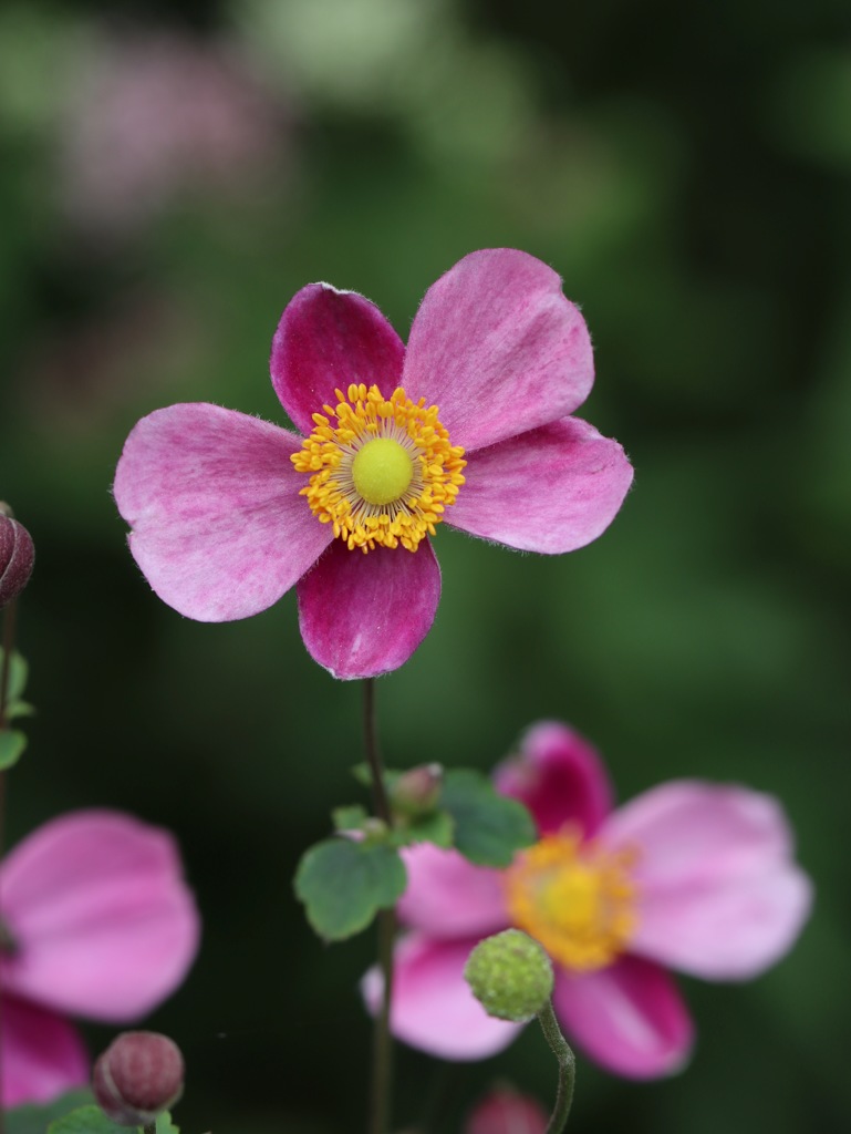 シュウメイギク