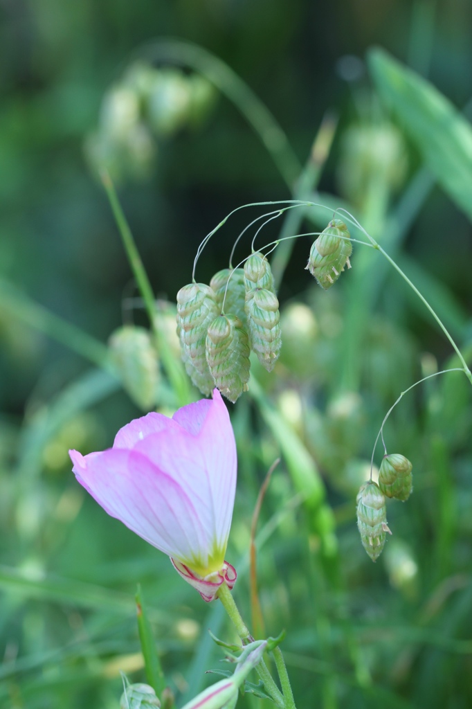 花に小判　その１