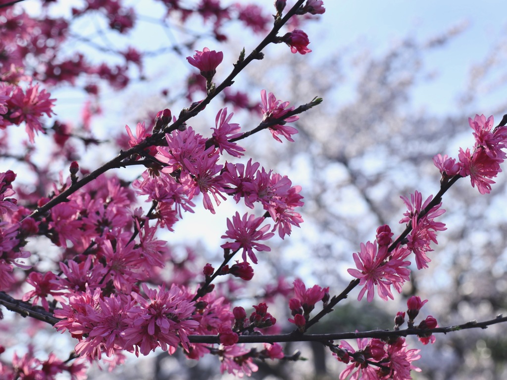 桜を追って