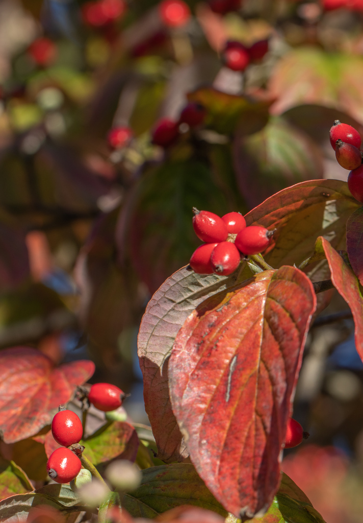  ハナミズキ紅葉　その１