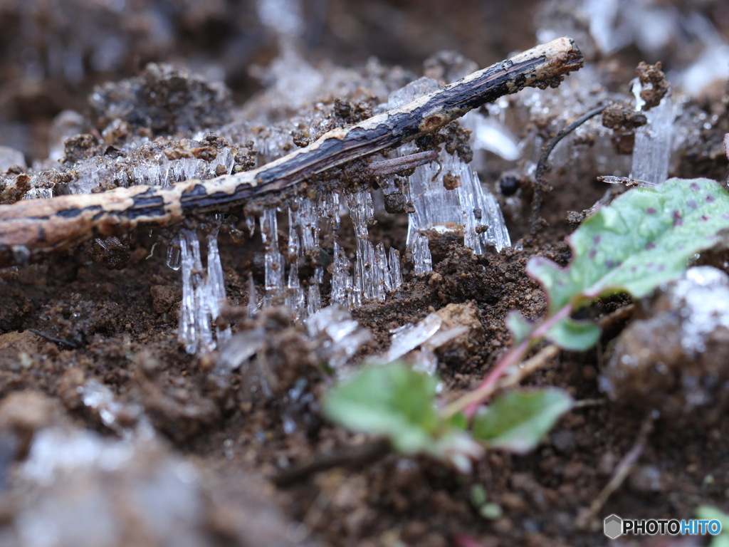 やっと春が　その２