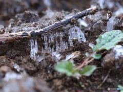 やっと春が　その２