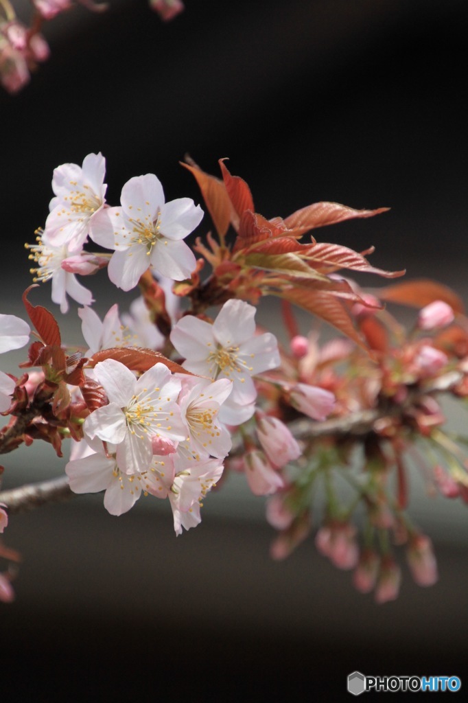 上野東照宮山桜　その１