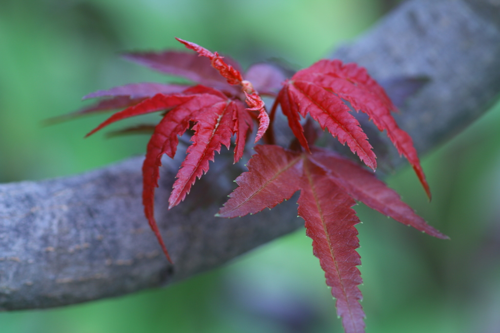 もう紅葉？いえ、若葉