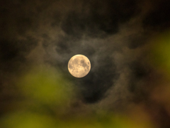 やっと出てきた！