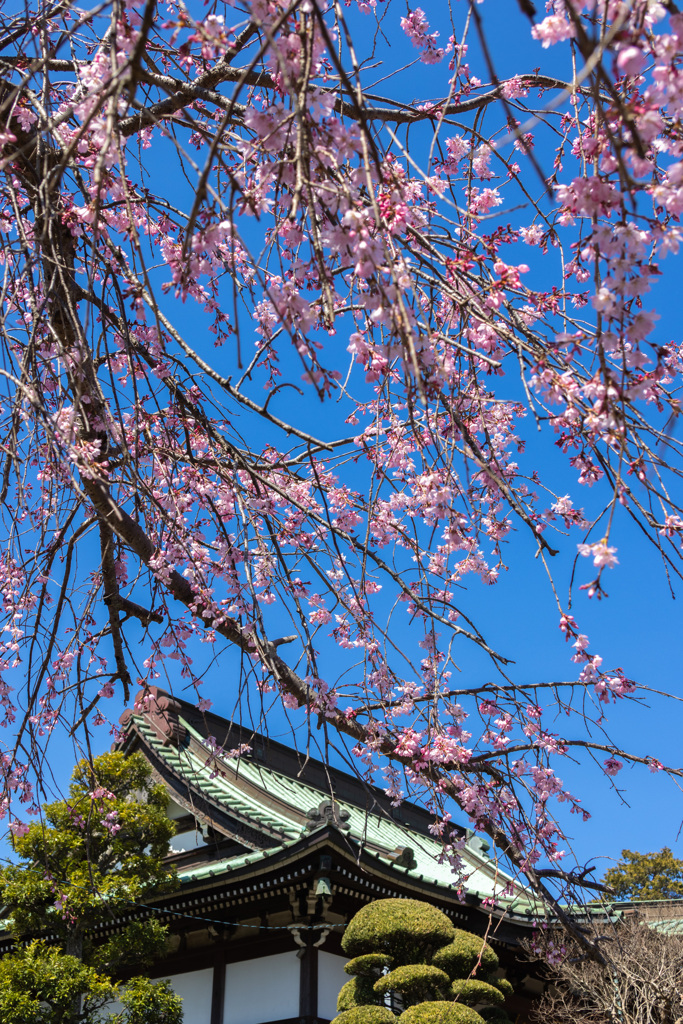 彼岸桜　その１