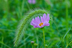 コスモス畑？　ネコジャラシ畑？　その２