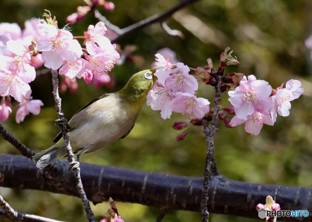 春一番前日