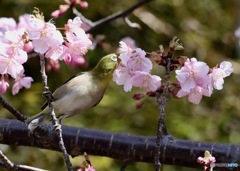 春一番前日