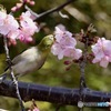 春一番前日
