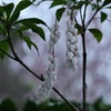 Japanese andoromeda