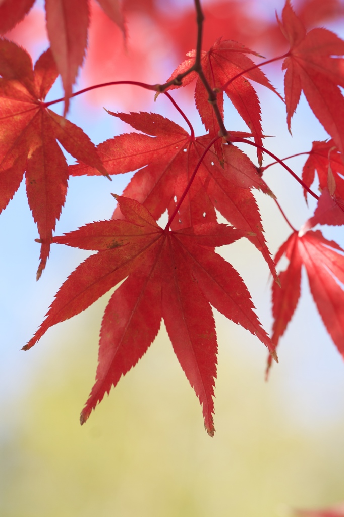 イチョウをバックに