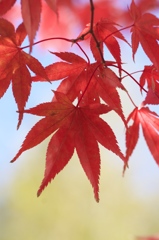 イチョウをバックに