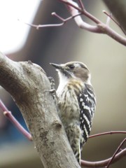 Japanese Pygmy Woodpecker その２