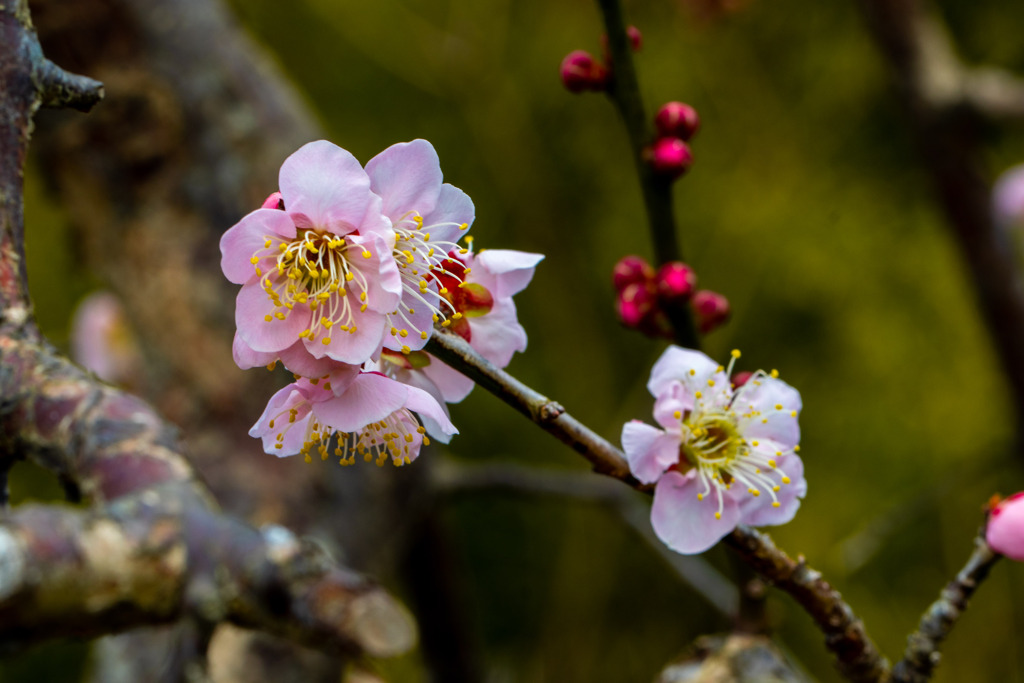 ついに我が家でも　その２