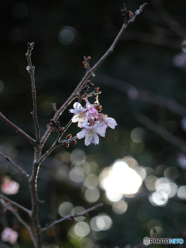 １月ですが