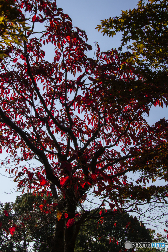 桜満開