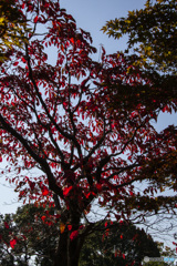 桜満開