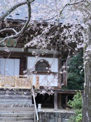 乙松桜