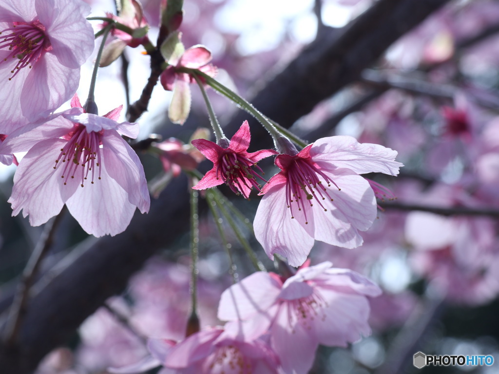 陽光桜