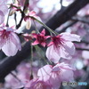 陽光桜